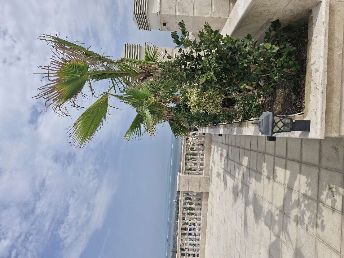 روف گاردن